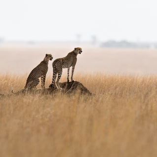 cheetas