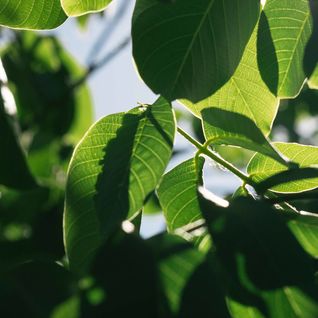 leaves-from-below