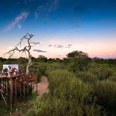 header treehouse sabi sands