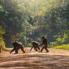 chimpanzee crossing the road in Uganda