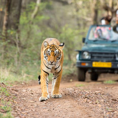 tiger ranthambore