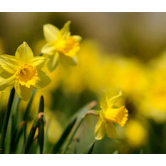 daffodils