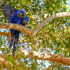 Parrots in tree