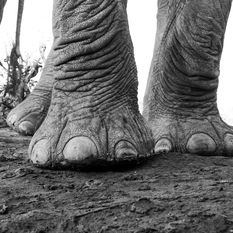 elephant feet