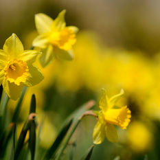 Daffodils