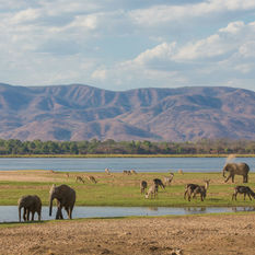 Elephants near the Zambezi River