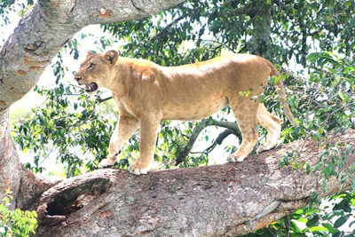 A lion in Uganda, Africa