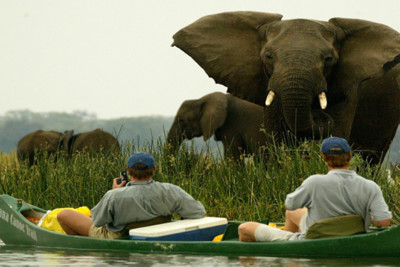 An elephant at Zimbabwe's Mana Pools