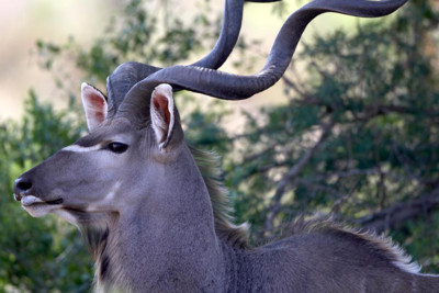 Image of a Kudu