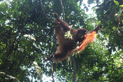 An orangutan in the trees