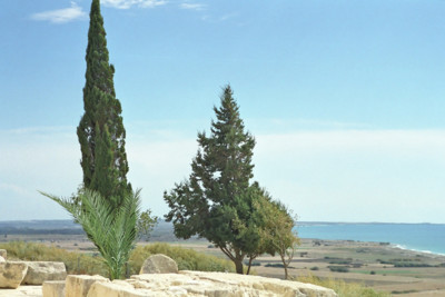 trees in cyprus