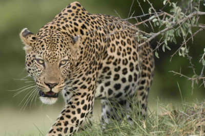 leopard in Botswana Safari