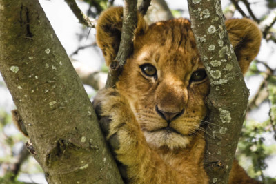 lion cub in a tree