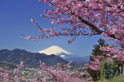 Cheryy Blossom in Japan