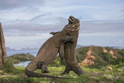Komodo Dragons Fighting
