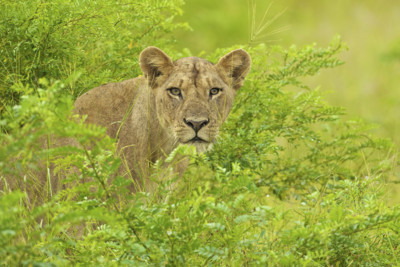 Zambia's Liuwa Plain lioness
