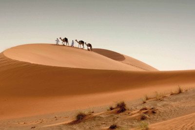 camels in the dessert