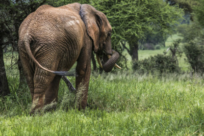 Elephant
