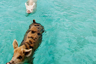 swimming_pigs_bahamas_carribbean