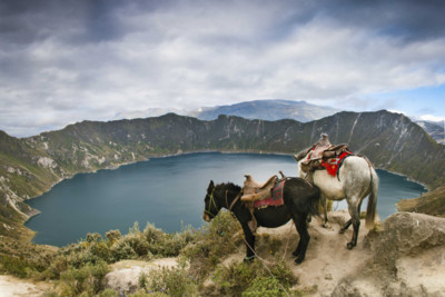 Horses in the Highlands, Ecuador