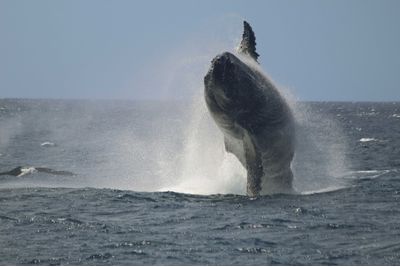 Humpback whales in Hawaii