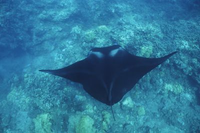Manta Ray in Hawaii