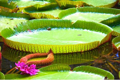 Giant Waterlilies