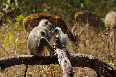 Monkeys and deer, India