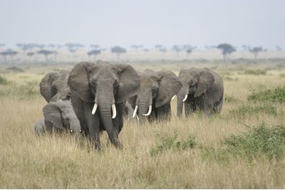 Elephants in the Serengeti, Tanzania