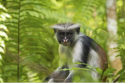 Monkey in Zanzibar