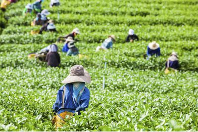 Tea Farmers, Sri Lanka