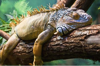 Sleeping iguana on a tree