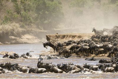 Tanzanian wildebeest migrating