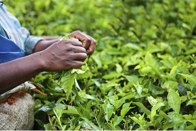 Darjeeling tea leaves picking