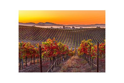 napa valley vineyards