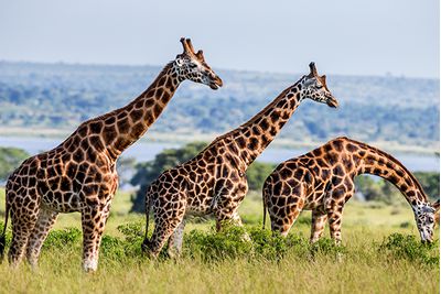 murchison falls giraffes