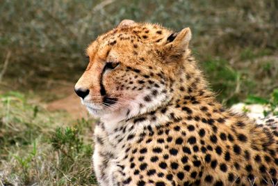 a cheetah resting in south africa