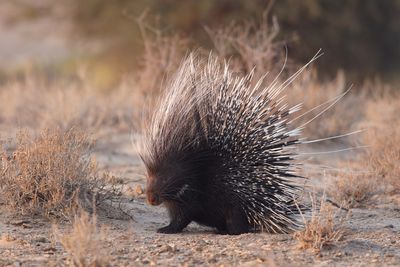 a porcupine in africa