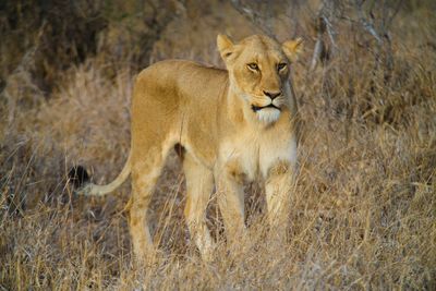 a lioness in South Africa