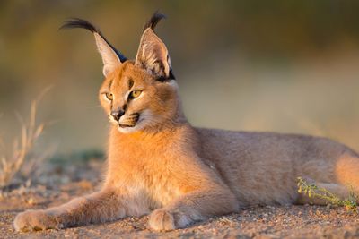a caracal resting in Namibia