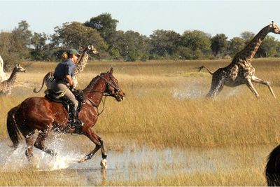 a riding safari in Botswana