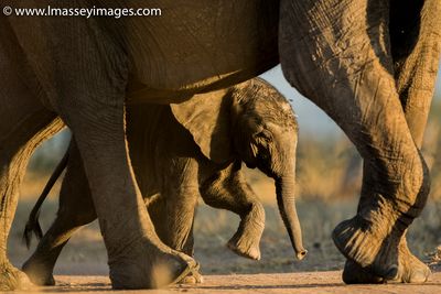 Luke Massey's photo of a baby elephant