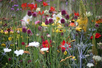 Highgrove's wild flower meadow