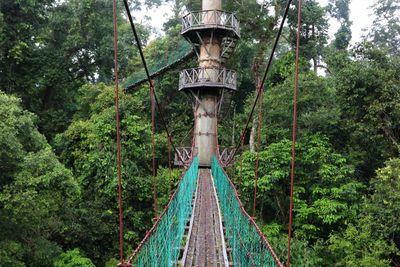 jungle canopy walk
