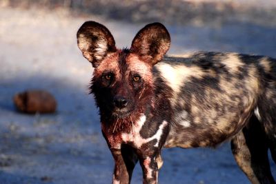 wild dog in botswana