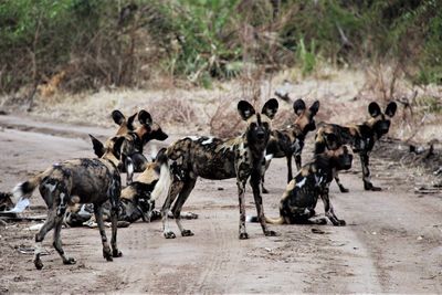 herd of wild dog