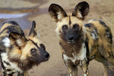two wild dogs