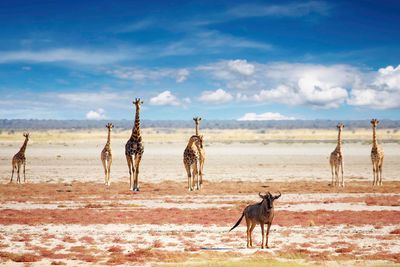 giraffes in etosha national park
