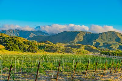 temecula valley vineyard