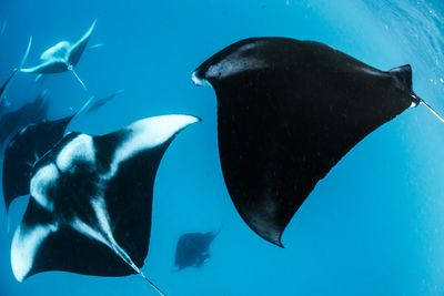 manta rays in Ningaloo Reef